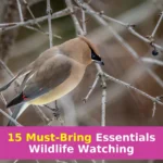 brown and blue bird on brown tree branch