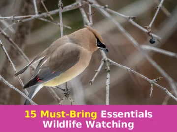 Here’s exactly what to buy for wildlife watching!