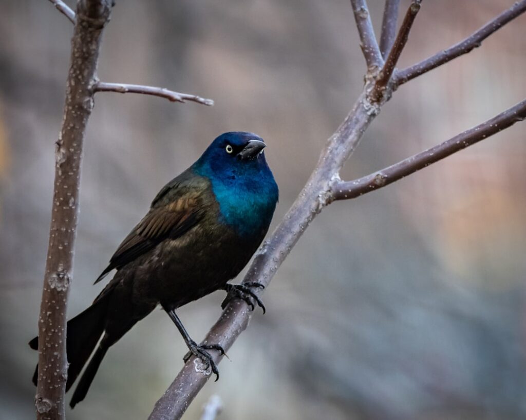 Here’s exactly what to buy for wildlife watching!