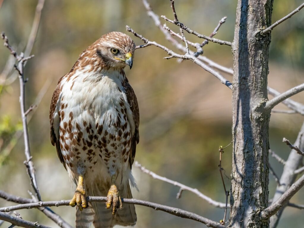 Here’s exactly what to buy for wildlife watching!