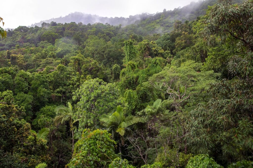 Mark your calendars – Daintree Festival 2025 is coming! 🌿