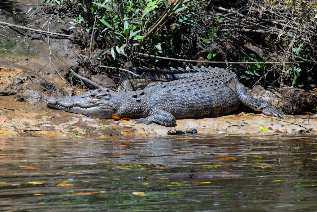 Daintree Stargazing on a Budget! 🌌 Your Complete First-Timer’s Guide!