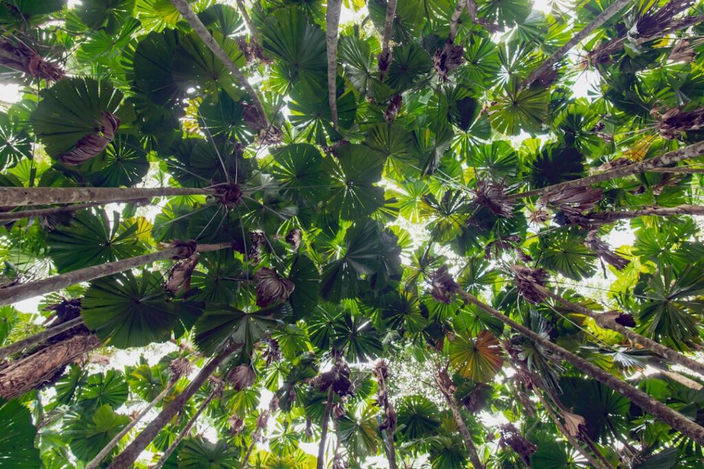 Mark your calendars – Daintree Festival 2025 is coming! 🌿