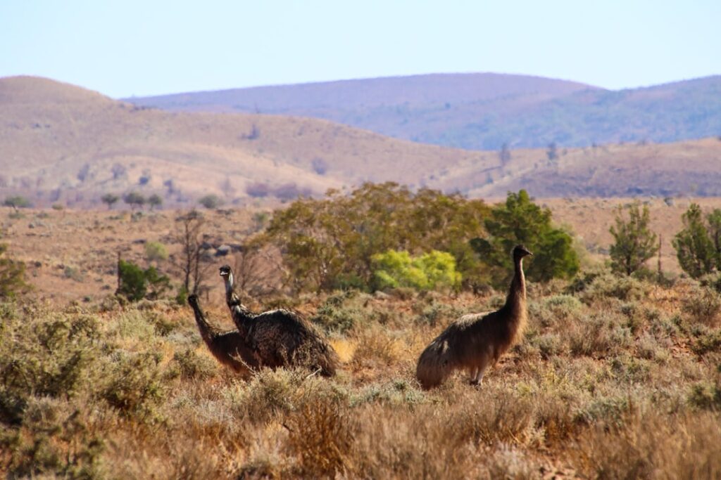 Secret Spots in Flinders Ranges: 10 Hidden Gems You Won’t Find in Guidebooks! 🤫