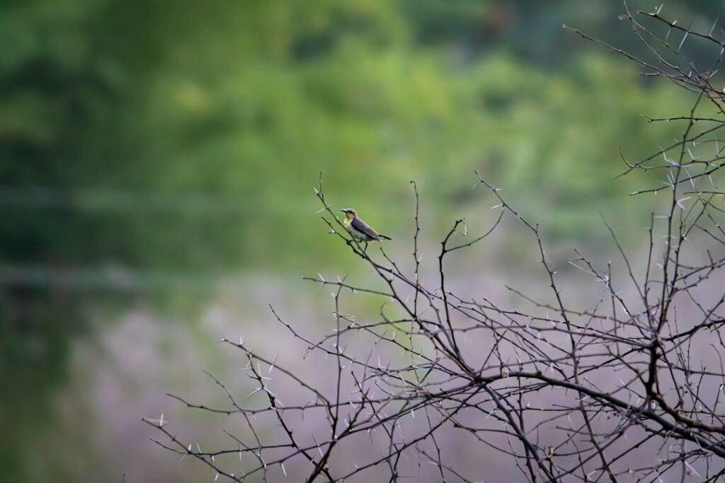 Here’s exactly what to buy for wildlife watching!