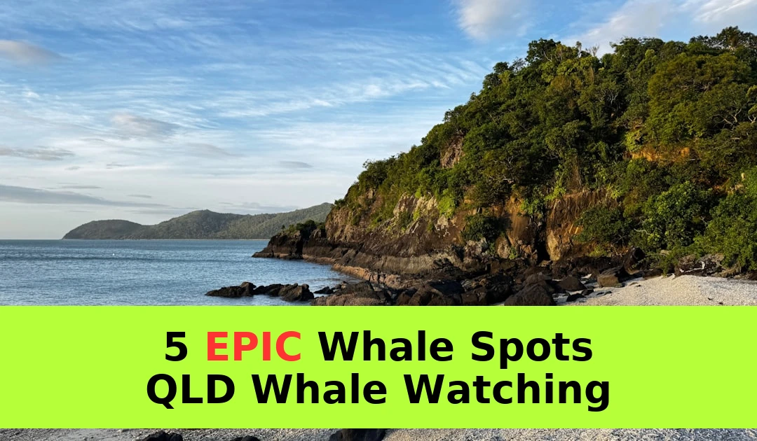 QLD Whale Watching Guide: 5 Best Locations