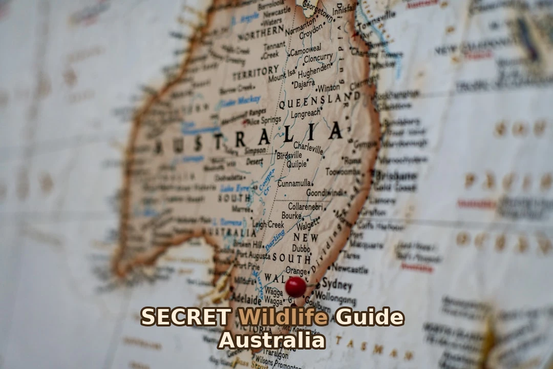 Want to learn wildlife watching? Here’s exactly how I did it on the Great Ocean Road!