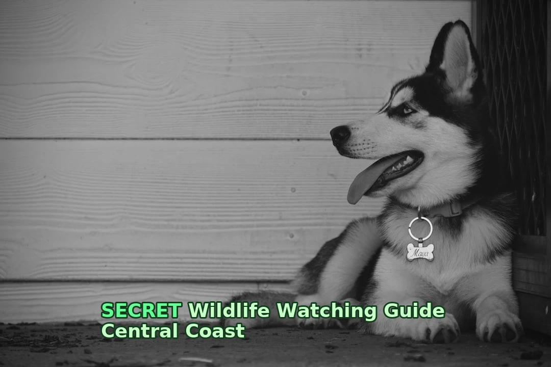 Want to Learn Wildlife Watching on the Central Coast? Here’s Exactly How I Did It!