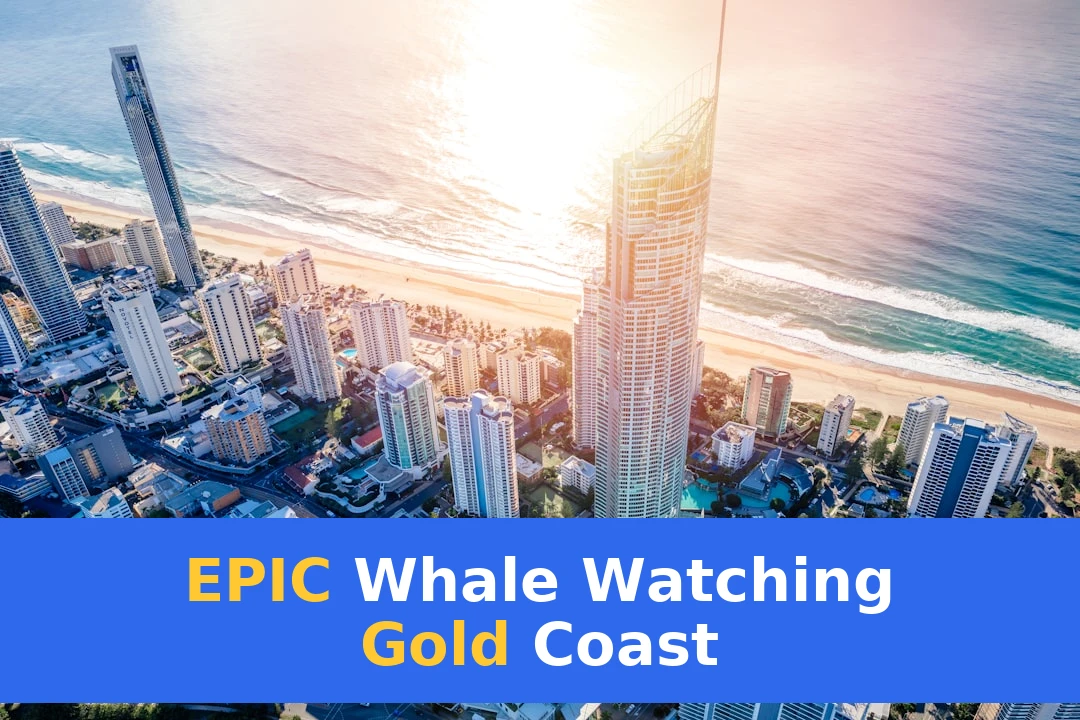 Guide to Whale Watching Near Gold Coast | Best Spots & Tips