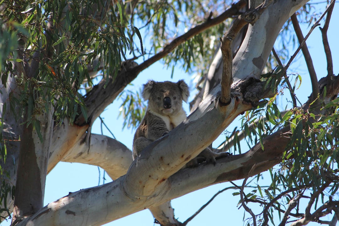 Gippsland Cycling: Complete Area Guide