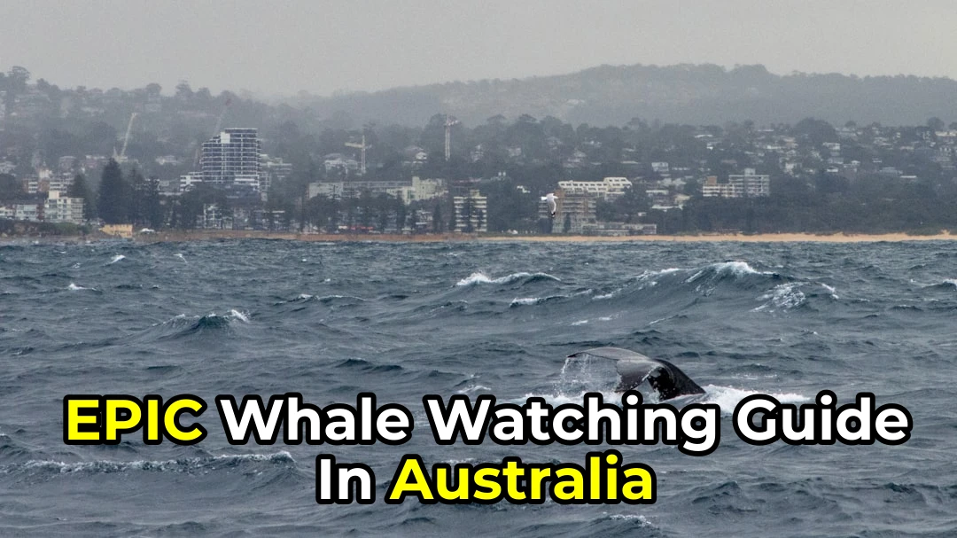 Whale Watching in Australia: A Complete Beginner to Expert Guide