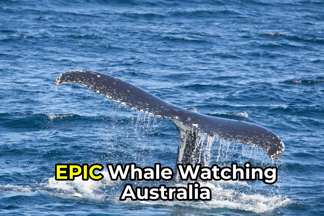 Whale Watching in Australia: A Complete Beginner to Expert Guide