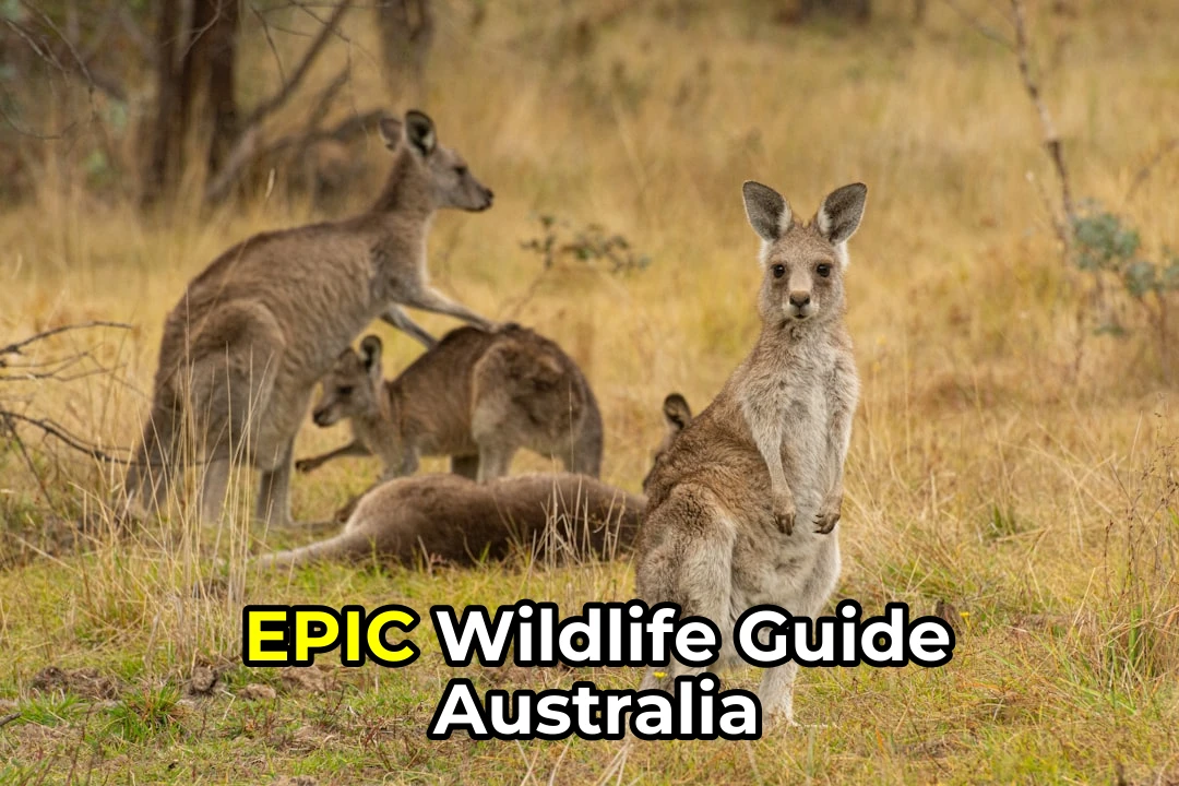 The Ultimate Australian Wildlife Watching Guide | Tips, Locations & More