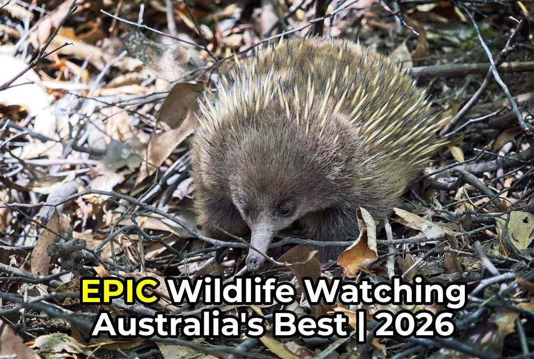 Australia’s Best Wildlife Watching | Comprehensive 2026 Guide