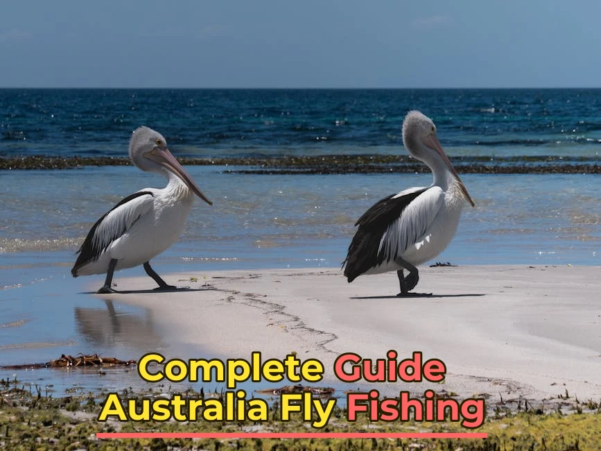 Australia Fly Fishing: Complete Area Guide