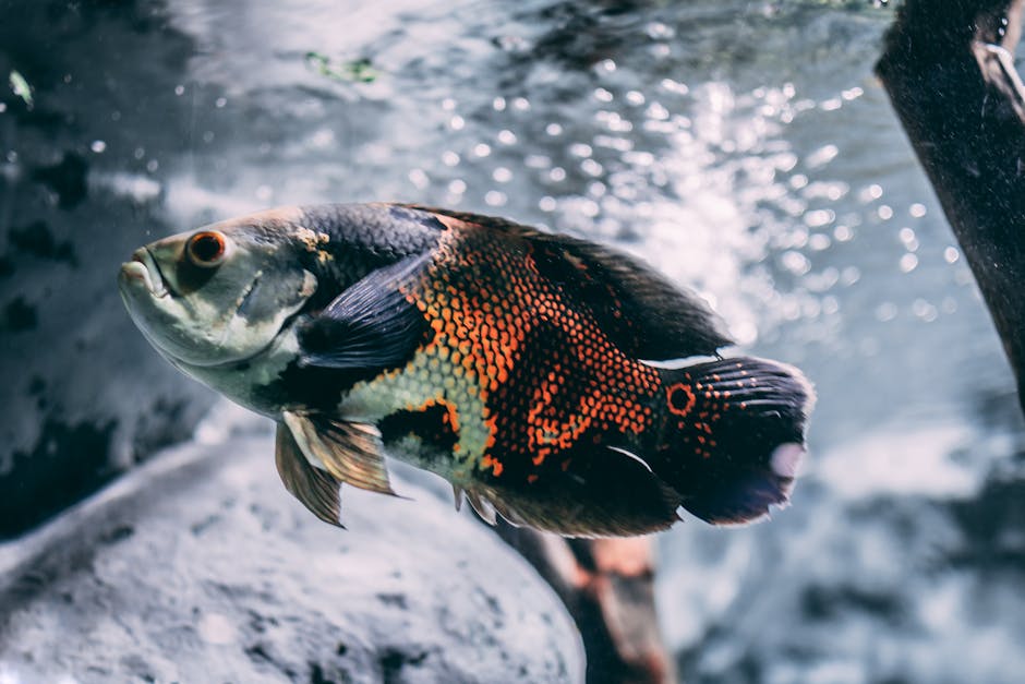 The Ultimate Australian Freshwater Fishing Guide | Tips, Locations & More