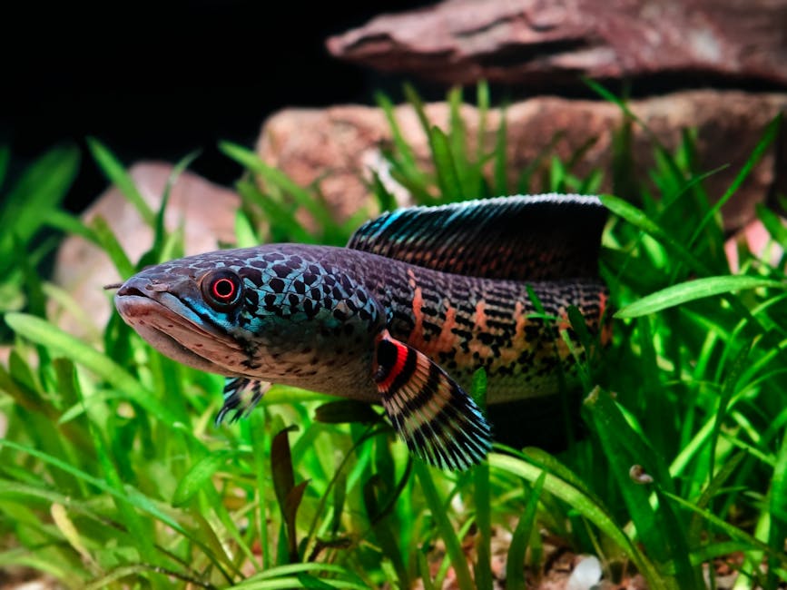 The Ultimate Australian Freshwater Fishing Guide | Tips, Locations & More