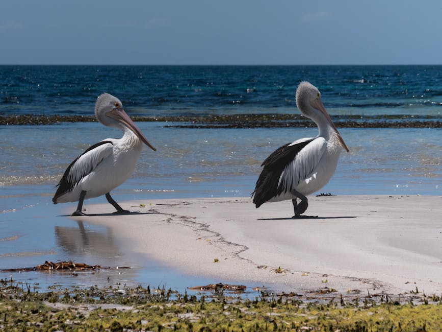 Kayaking Australia: The Definitive Resource