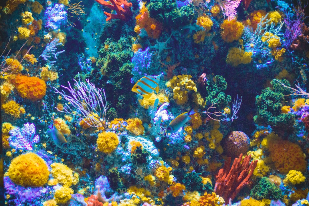 With over 2 million visitors yearly, here’s the Great Barrier Reef gear that locals actually use! 🐠