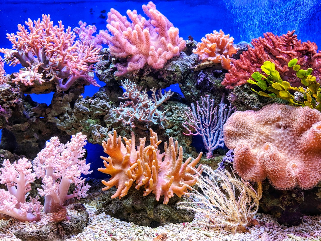 Ever Wondered How the New Great Barrier Reef Fees Will Impact Your 2026 Adventure?