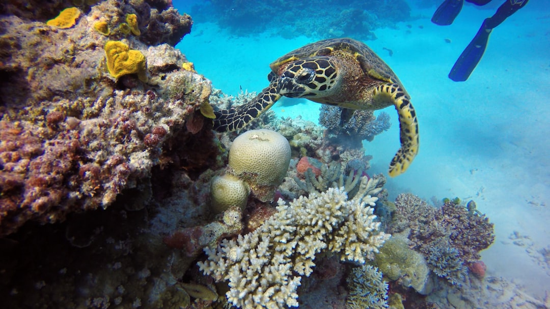 With over 2 million visitors yearly, here’s the Great Barrier Reef gear that locals actually use! 🐠