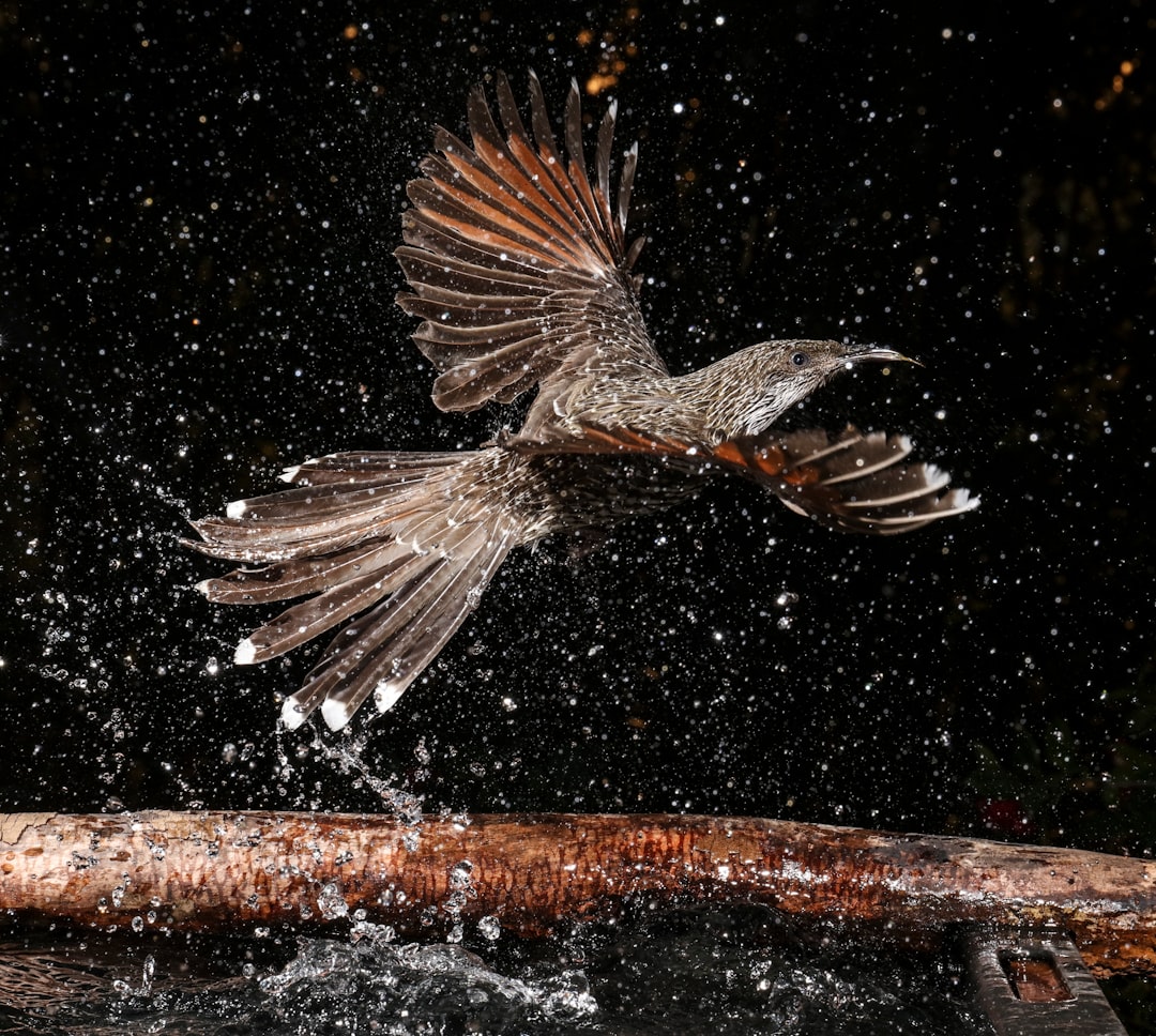 Complete Guide to Fly Fishing in Australia 2026