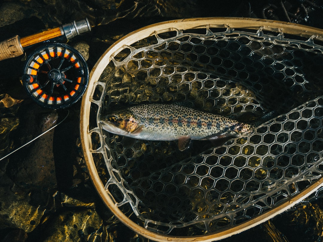 Fly Fishing Summer Guide for Australia