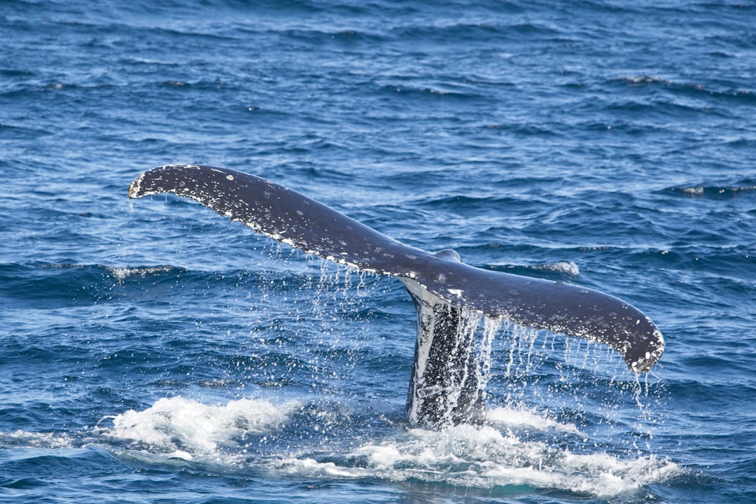Whale Watching in Australia: A Complete Beginner to Expert Guide
