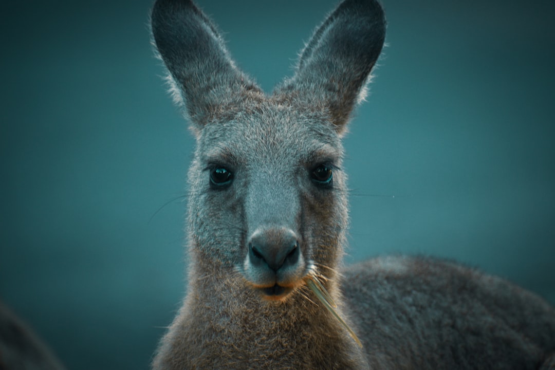 The Ultimate Australian Wildlife Watching Guide | Tips, Locations & More