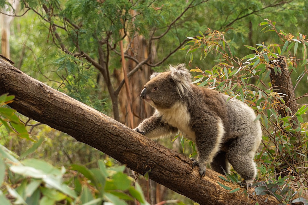 The Ultimate Australian Wildlife Watching Guide | Tips, Locations & More