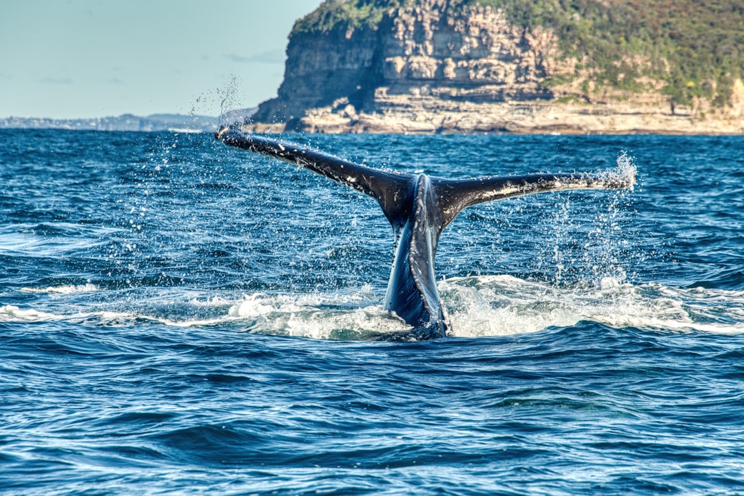 Whale Watching in Australia: A Complete Beginner to Expert Guide