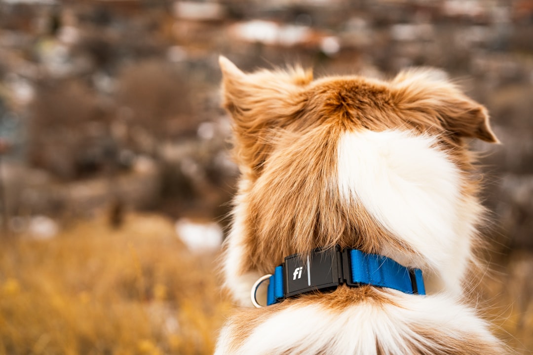 Hiking Australia: The Definitive Resource