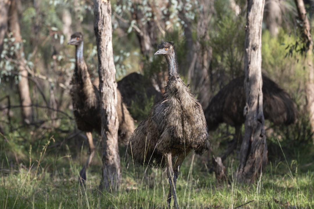 Australia’s Best Wildlife Watching | Comprehensive 2026 Guide