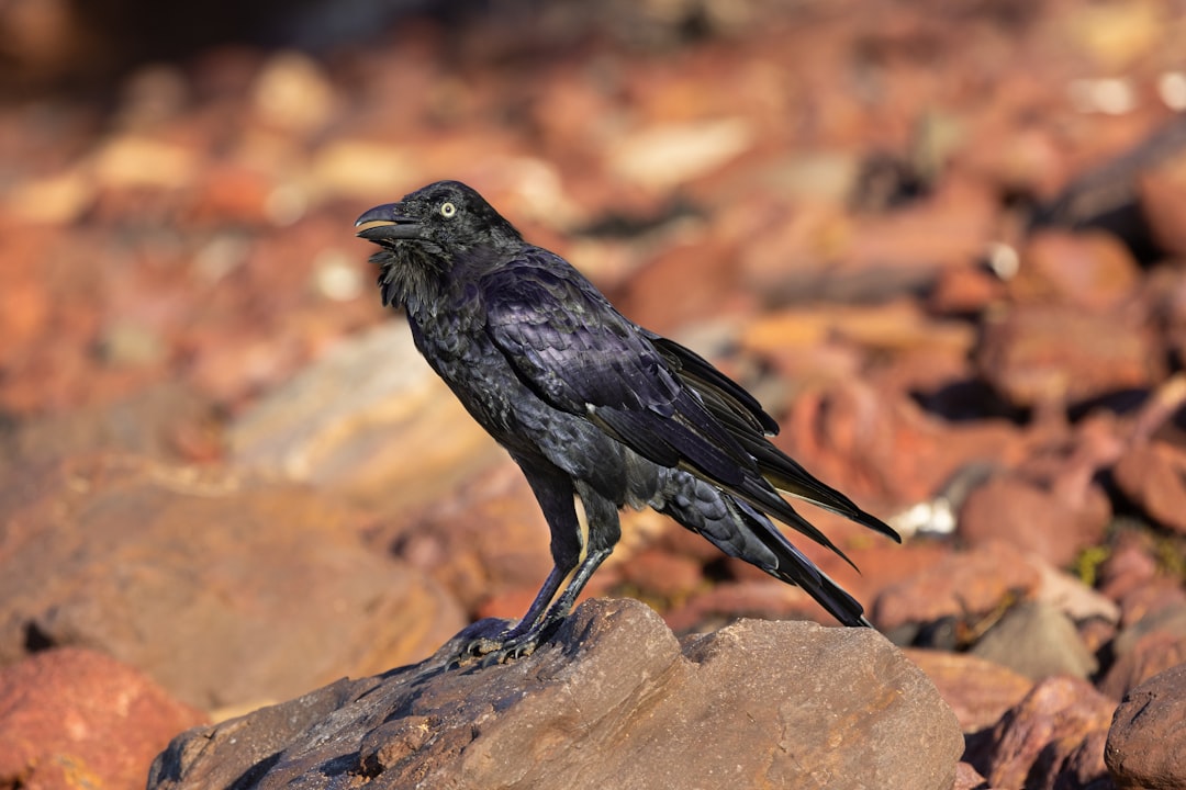 Australia’s Best Wildlife Watching | Comprehensive 2026 Guide