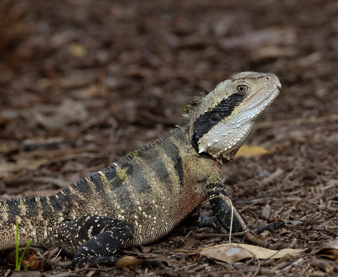 Australia’s Best Wildlife Watching | Comprehensive 2026 Guide