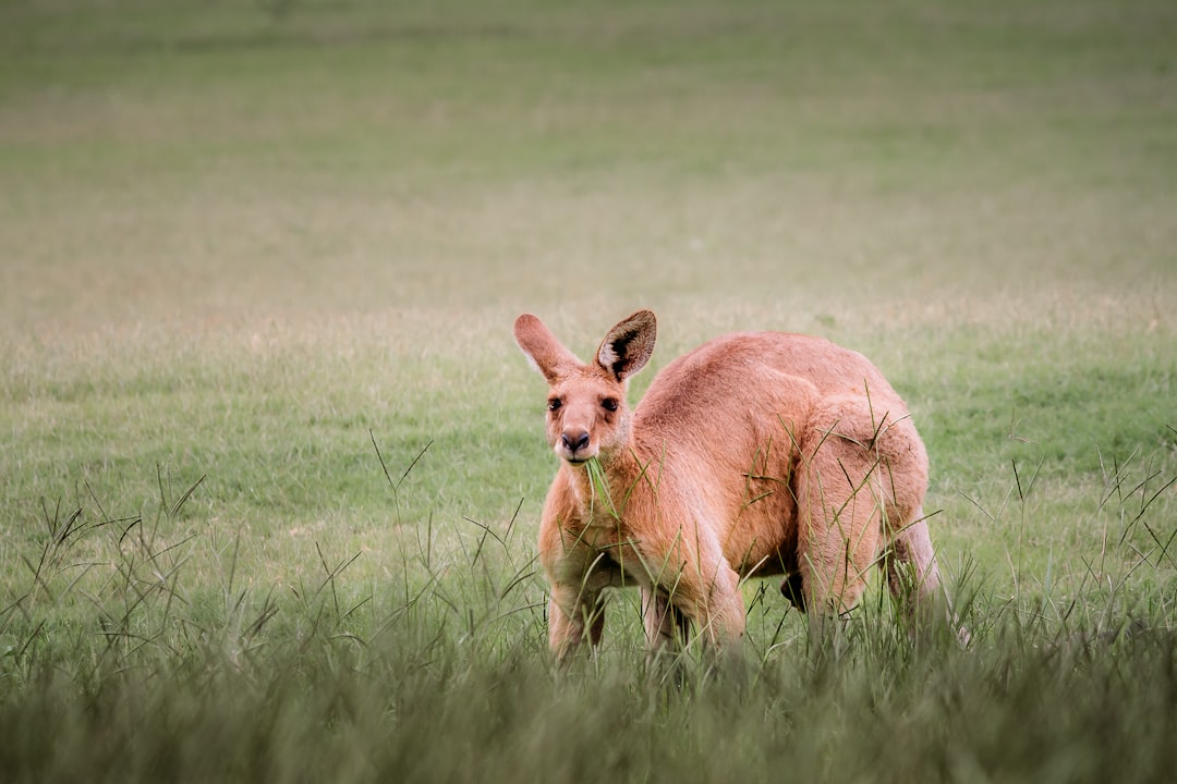 The Ultimate Australian Wildlife Watching Guide | Tips, Locations & More