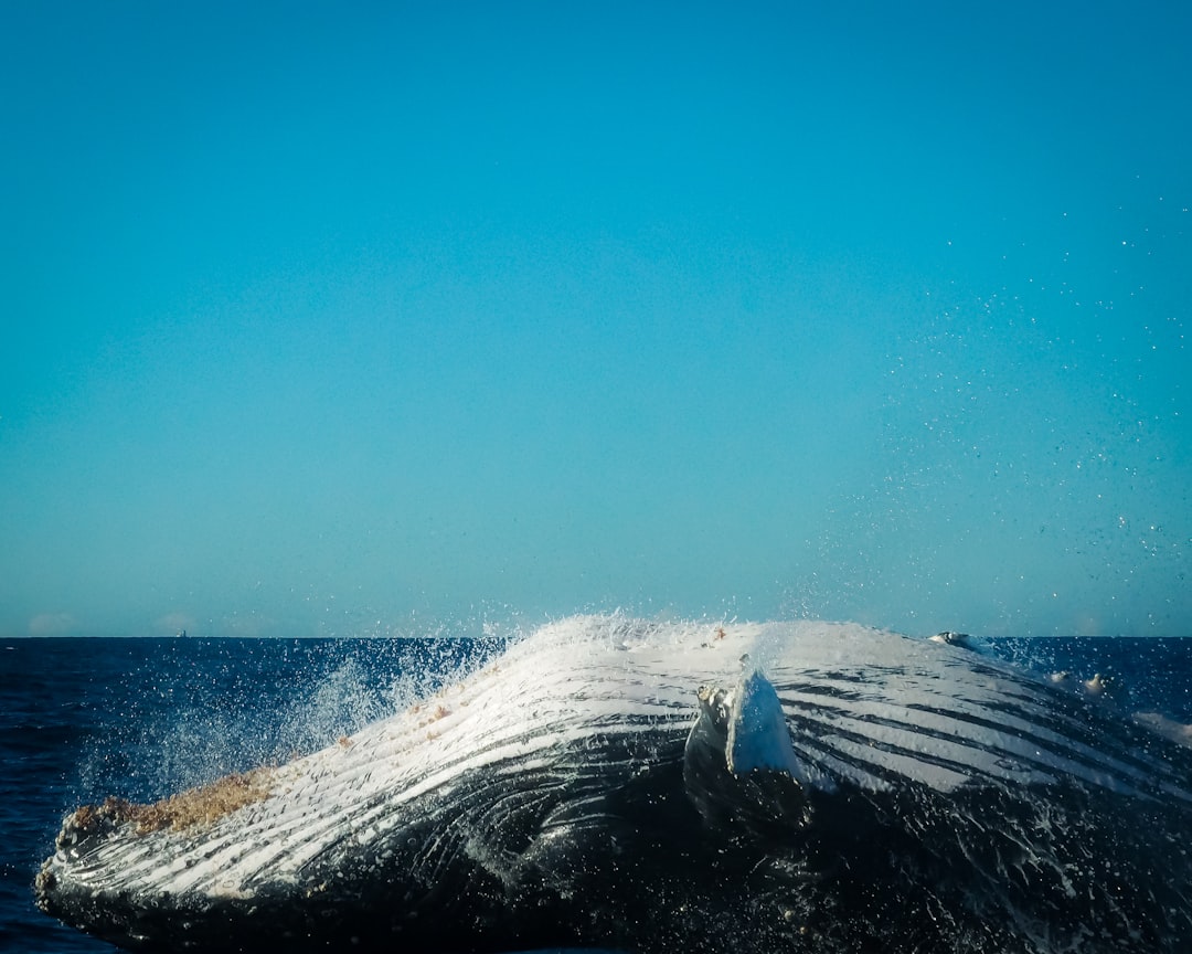 Whale Watching in Australia: A Complete Beginner to Expert Guide
