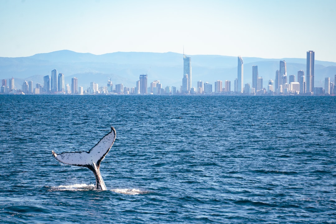 Whale Watching in Australia: A Complete Beginner to Expert Guide