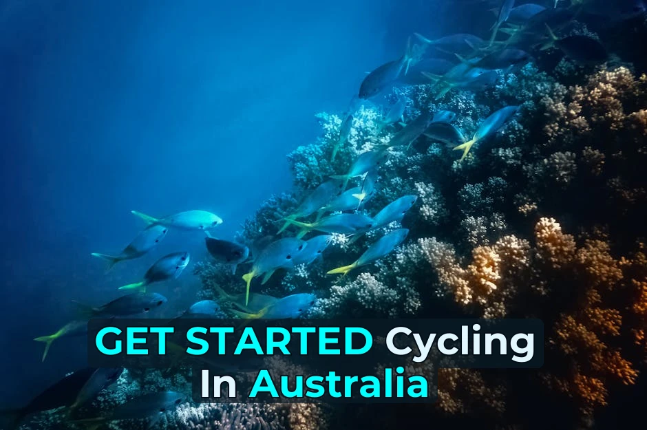 Vibrant school of fish swimming over coral reef in clear blue water of Great Barrier Reef, Australia.