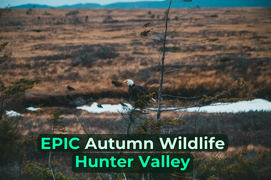 Autumn is THE Time for Wildlife Watching in Hunter Valley! 🦘