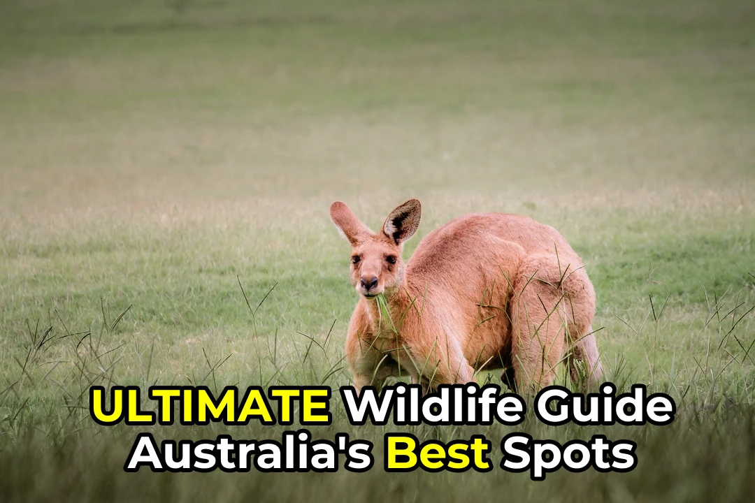 The Ultimate Australian Wildlife Watching Guide | Tips, Locations & More