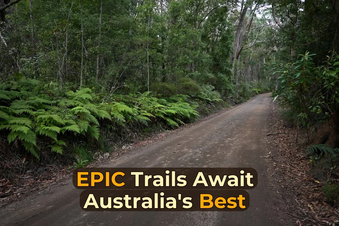A dirt road in the middle of a forest