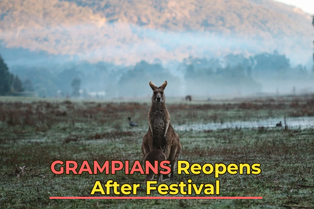two kangaroos on green grass field
