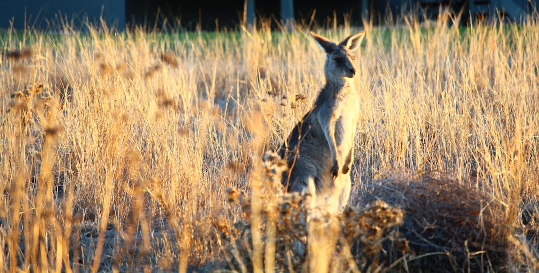 The Ultimate Australian Wildlife Watching Guide | Tips, Locations & More
