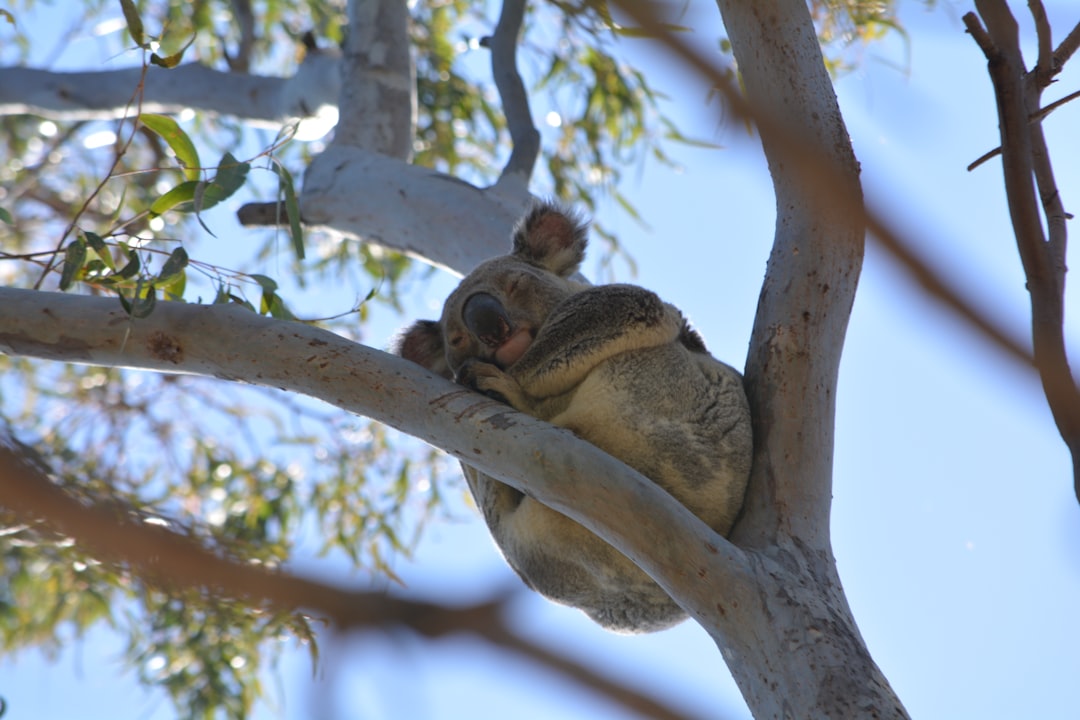 The Ultimate Australian Wildlife Watching Guide | Tips, Locations & More