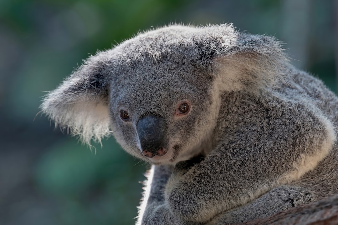 The Ultimate Australian Wildlife Watching Guide | Tips, Locations & More