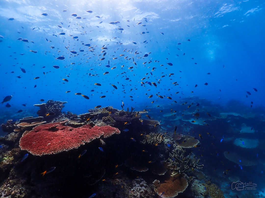 Standing 40 Metres Above the Coral Sea, a New View Just Changed Everything! 🪸