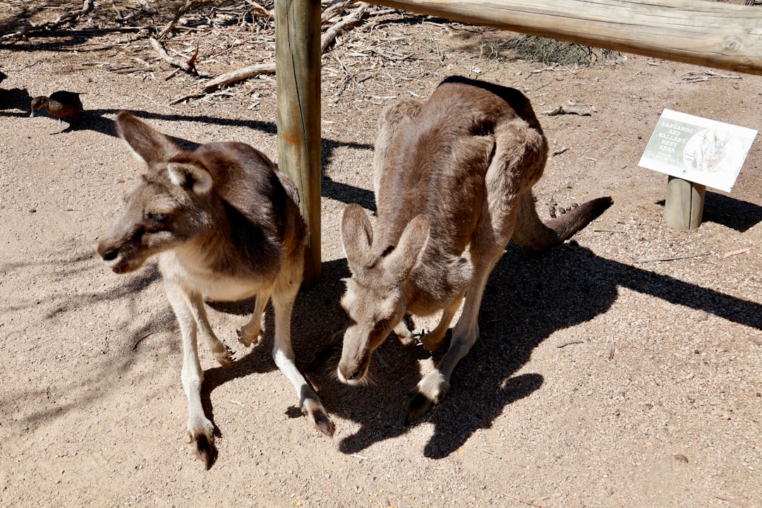 The Ultimate Australian Wildlife Watching Guide | Tips, Locations & More