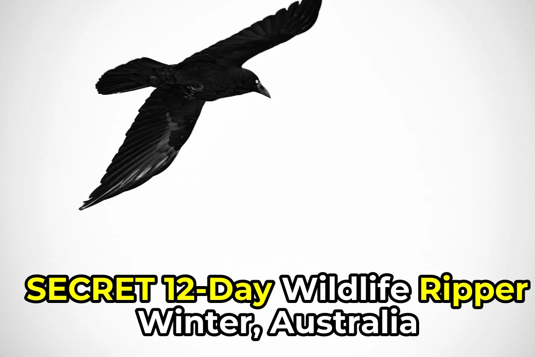 Wildlife Watching Winter Guide for Australia