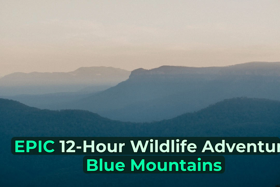 Ever wondered what it’s like to spot a kangaroo in the wild? Your First Wildlife Watching in Blue Mountains – A Ripper Guide! 🦘